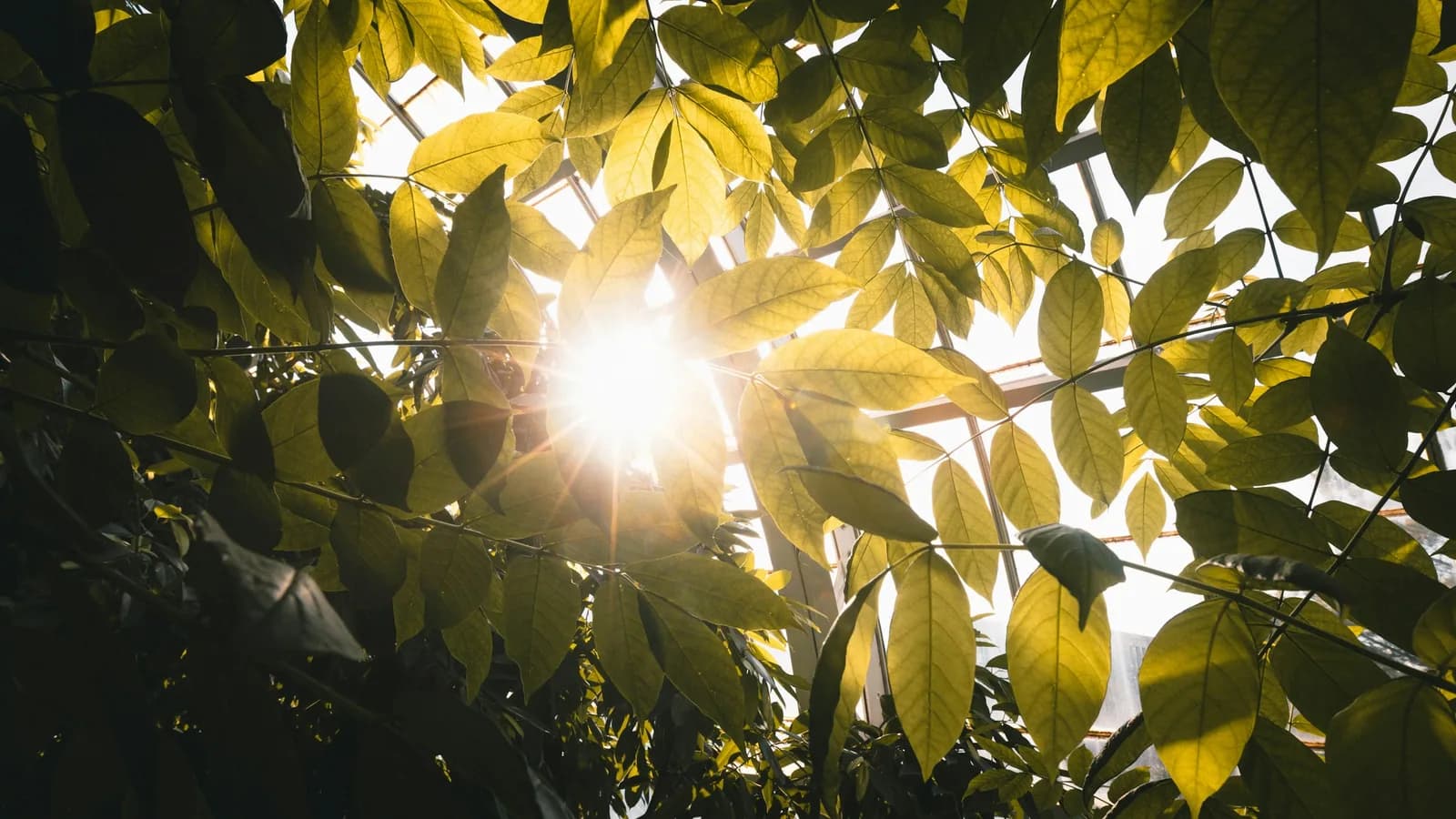 Sunbeams filtering through dense green leaves