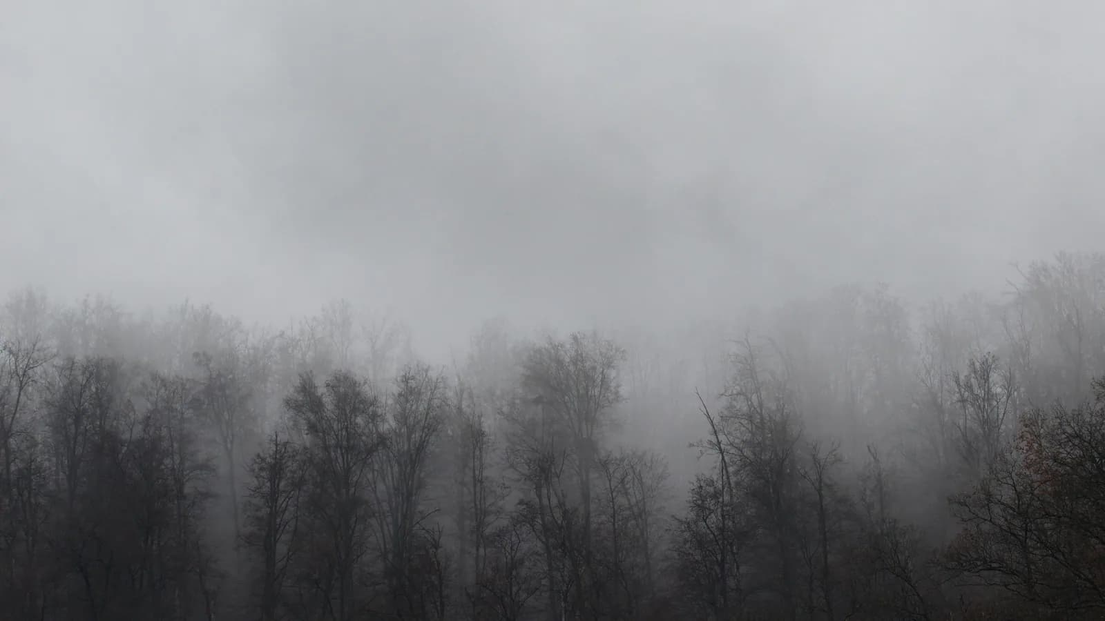 Bare trees fading into a quiet misty forest