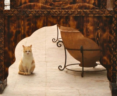 The boss cat