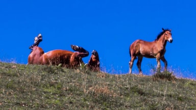 Unbothered horses