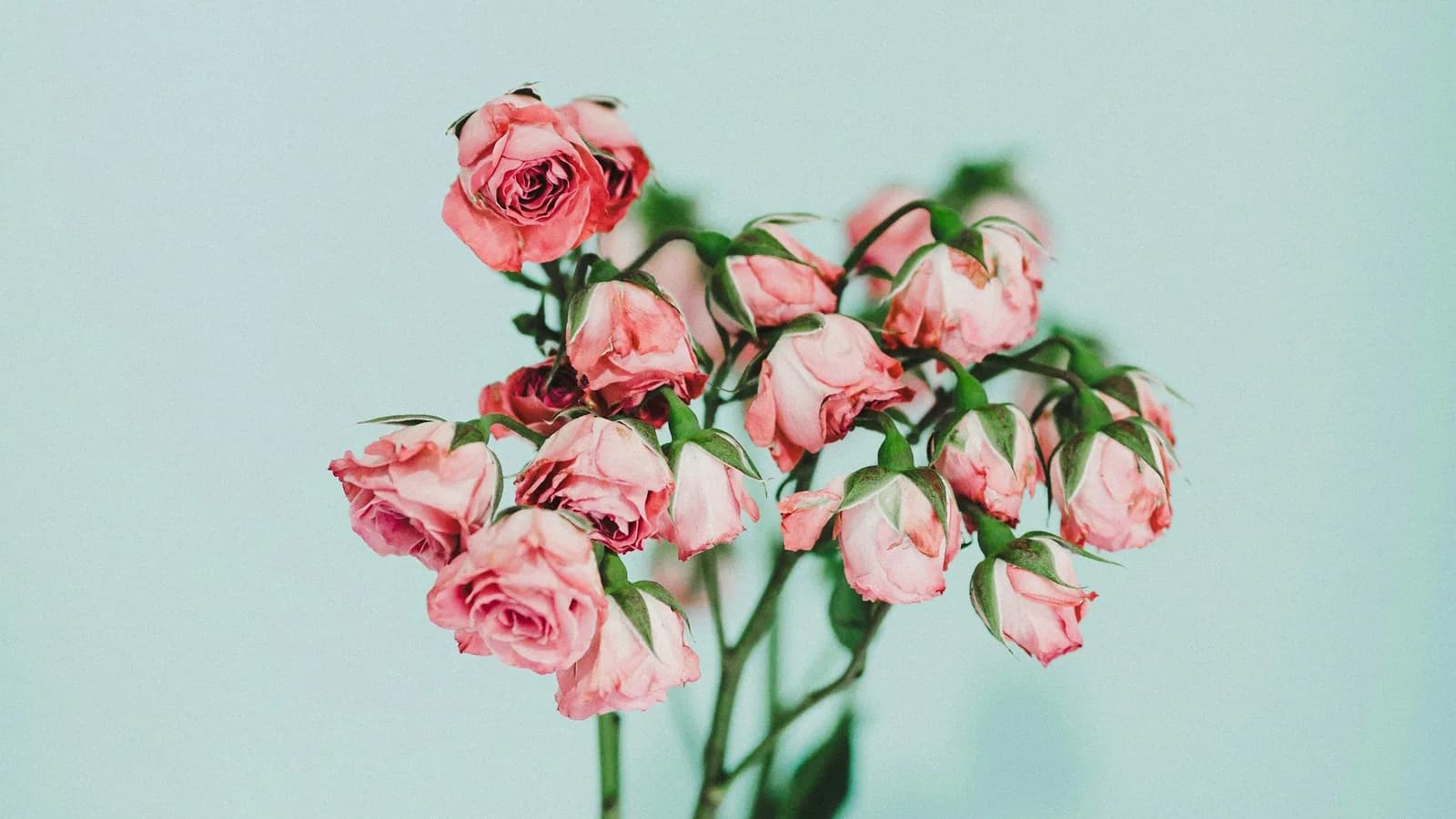 A bouquet of delicate pink roses in bloom