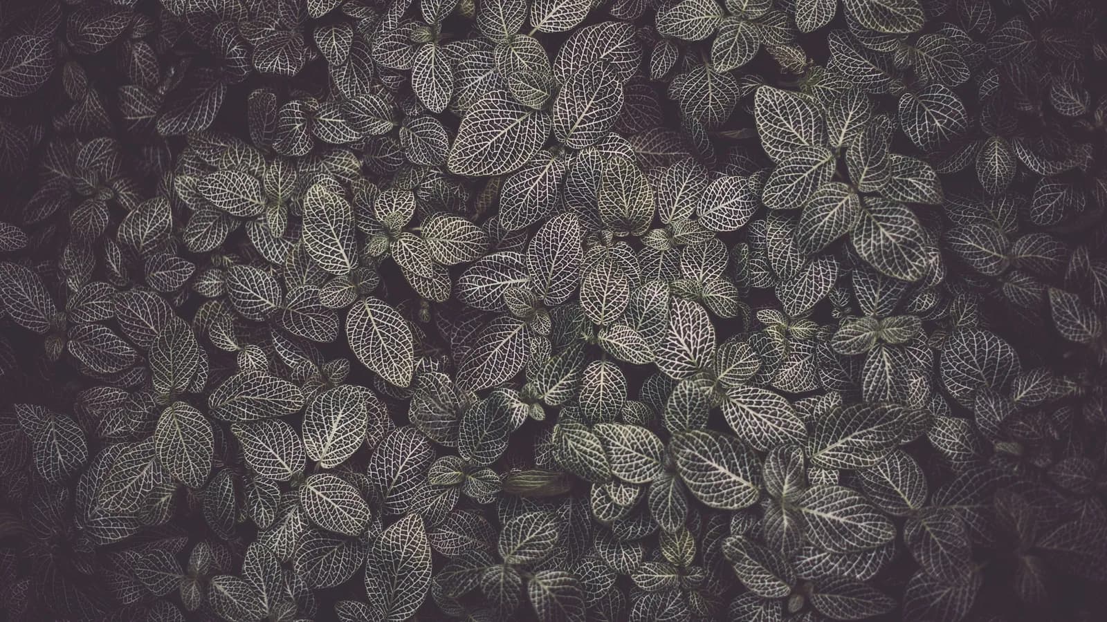 A dense pattern of flourishing green leaves