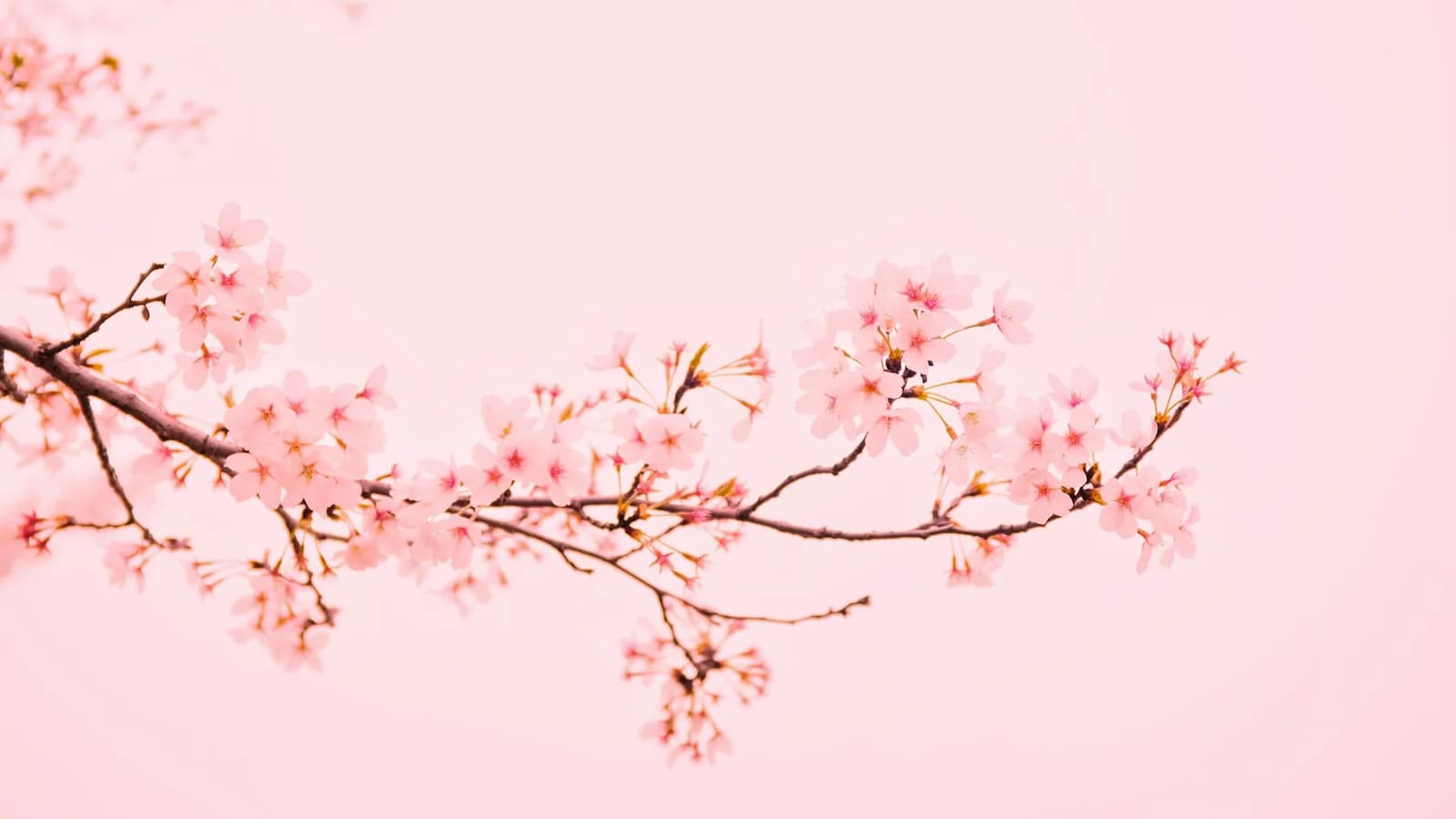 Pink cherry blossoms filling the spring sky
