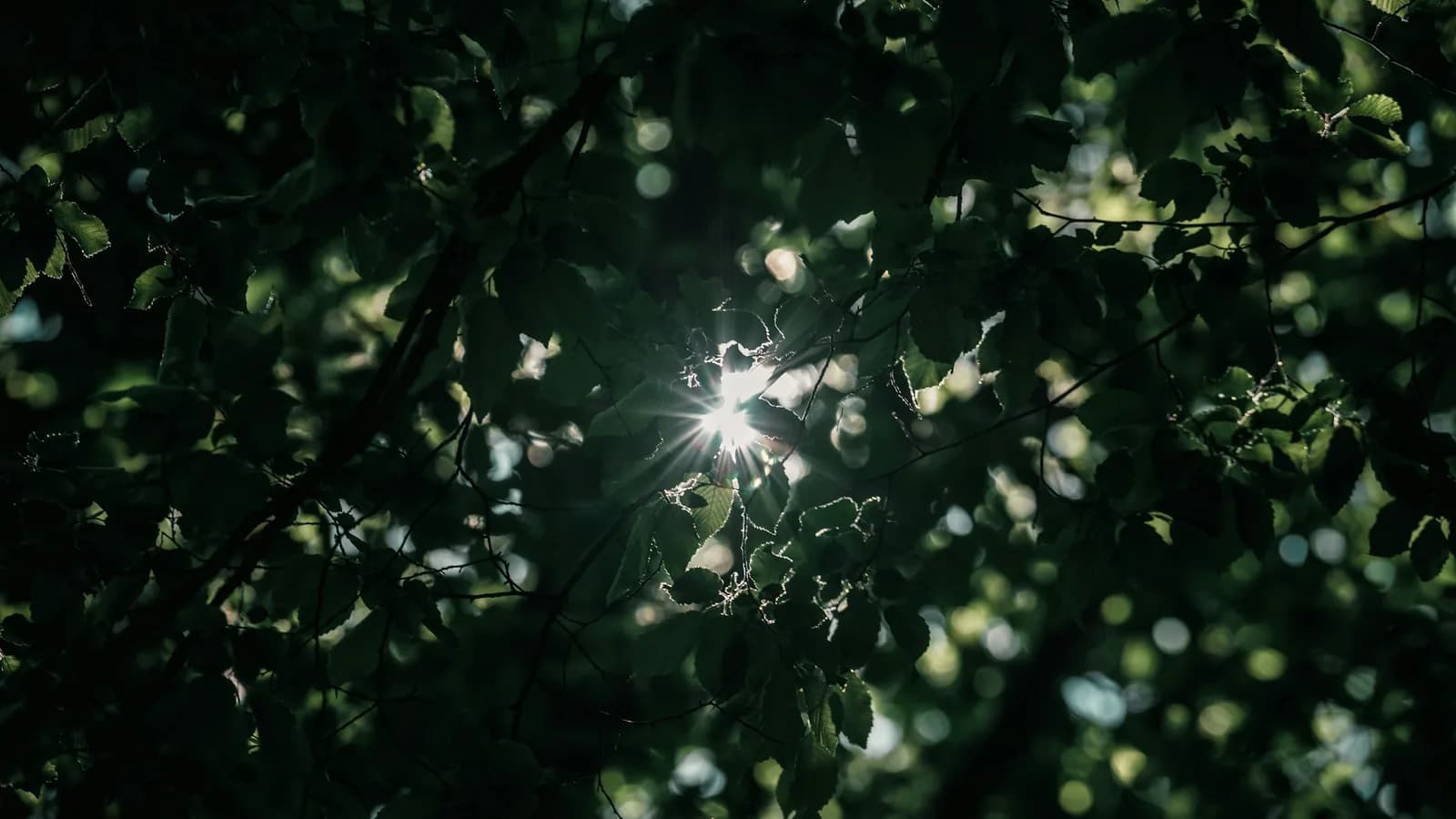 Warm sunlight streaming through green leaves
