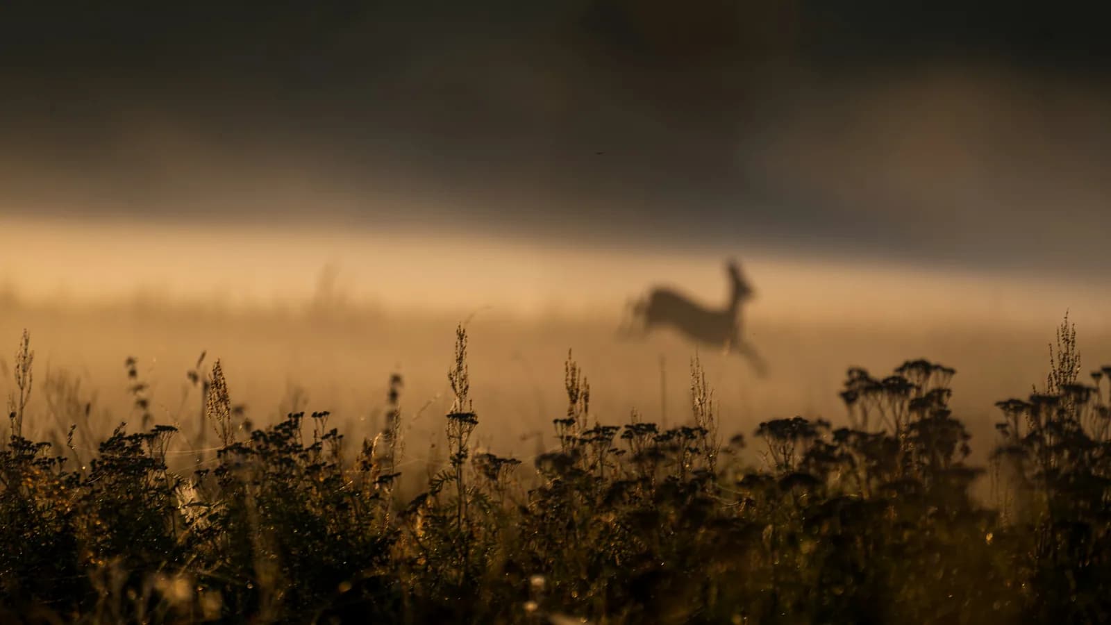 Wild grass and flowers silhouetted in a misty sunrise meadow