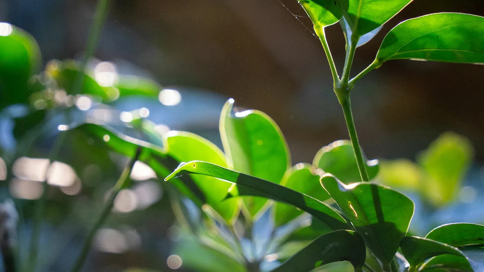 Green leaves illuminated by soft natural sunlight